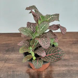 4" fittonia pink