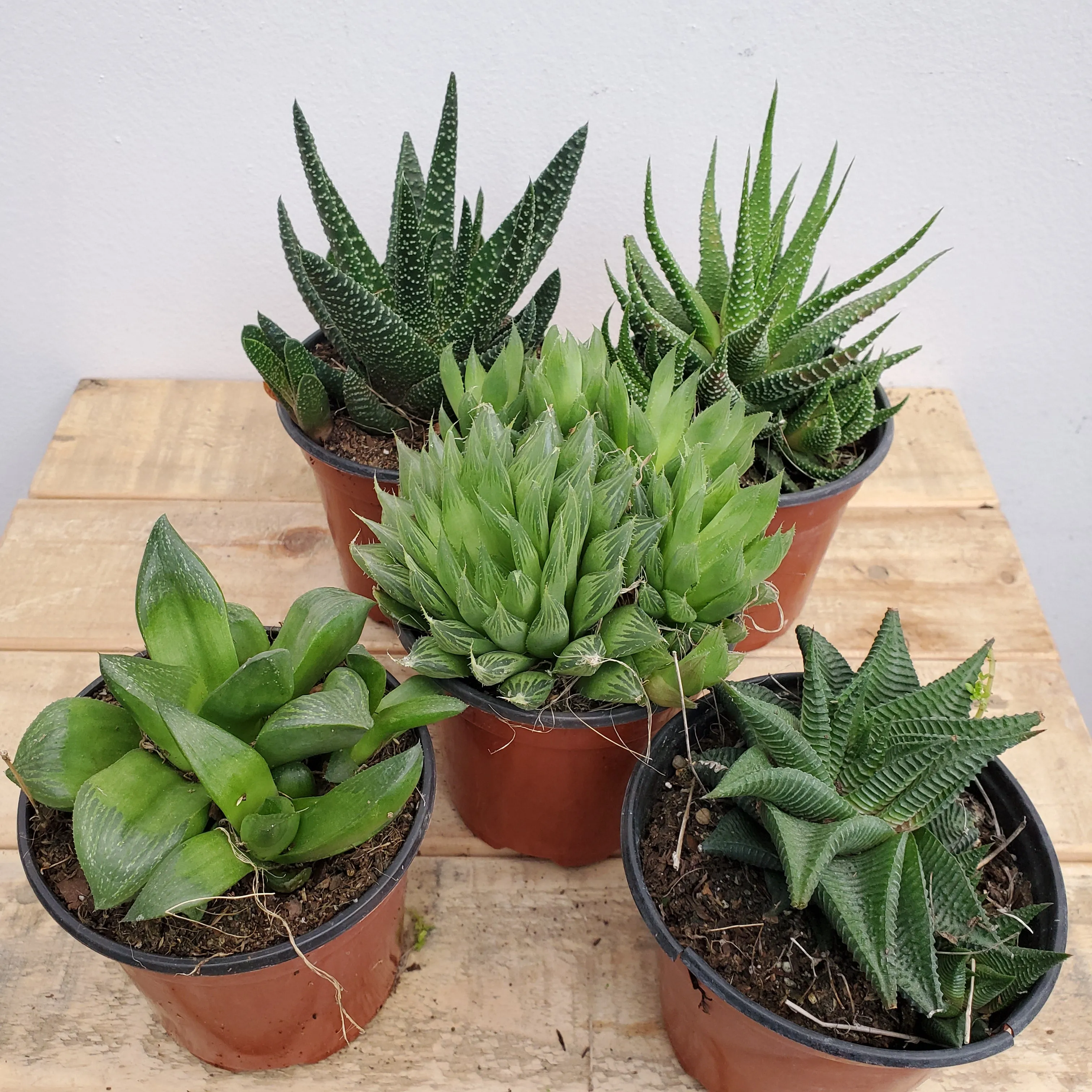 4" haworthia assorted