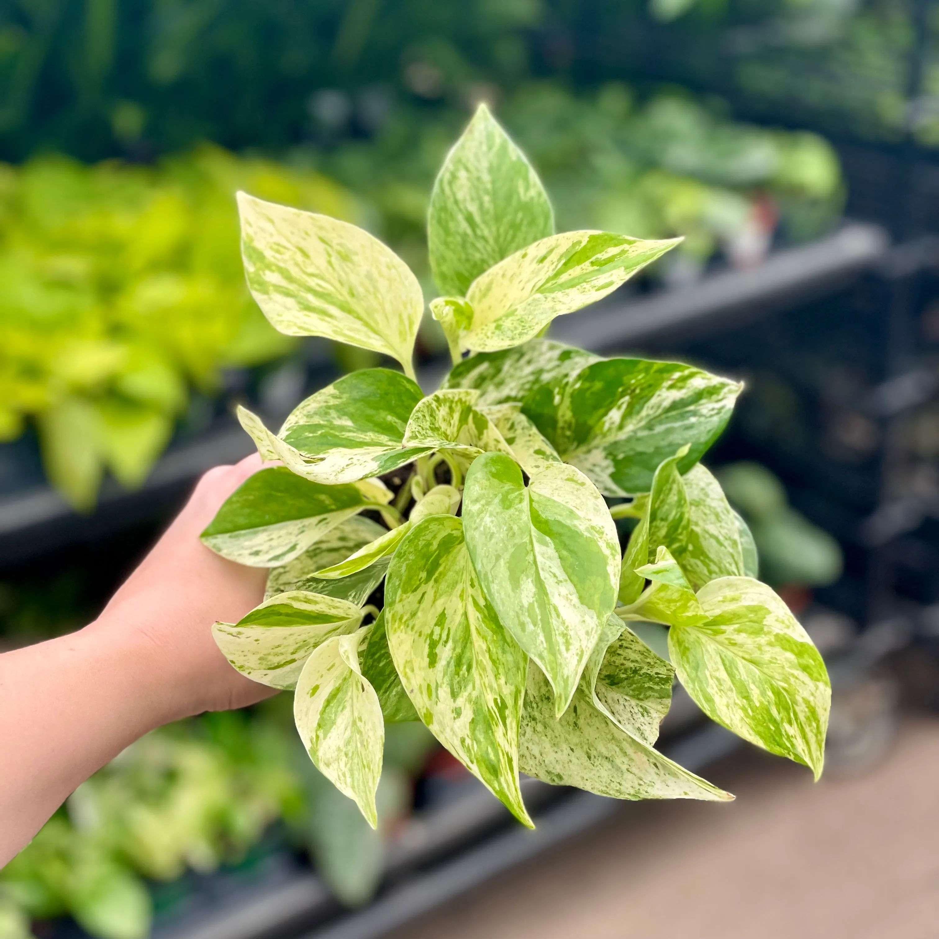 4" pothos marble queen