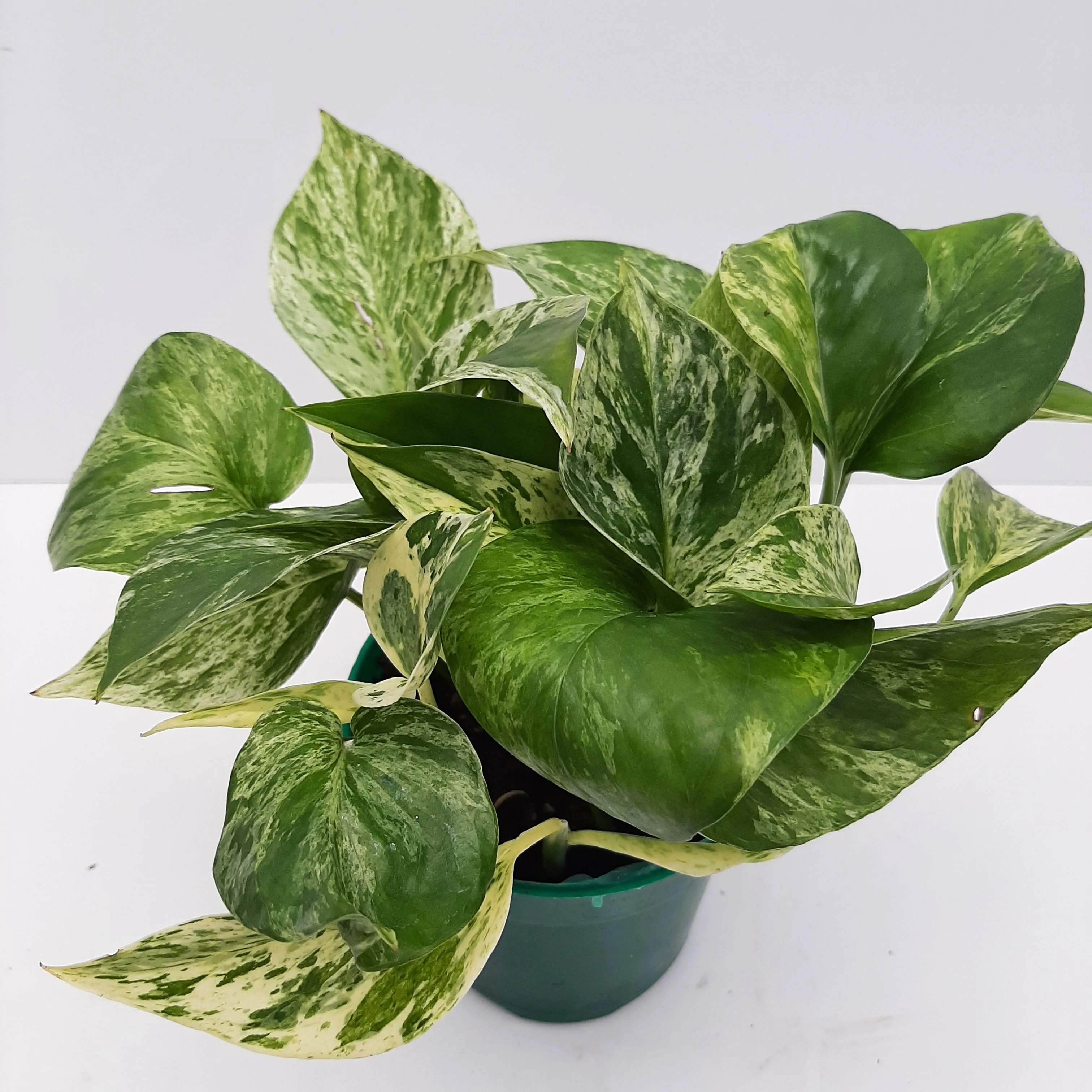 4" pothos marble queen