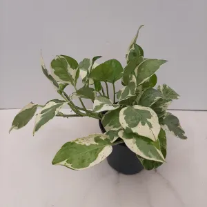 4" pothos pearls & jade