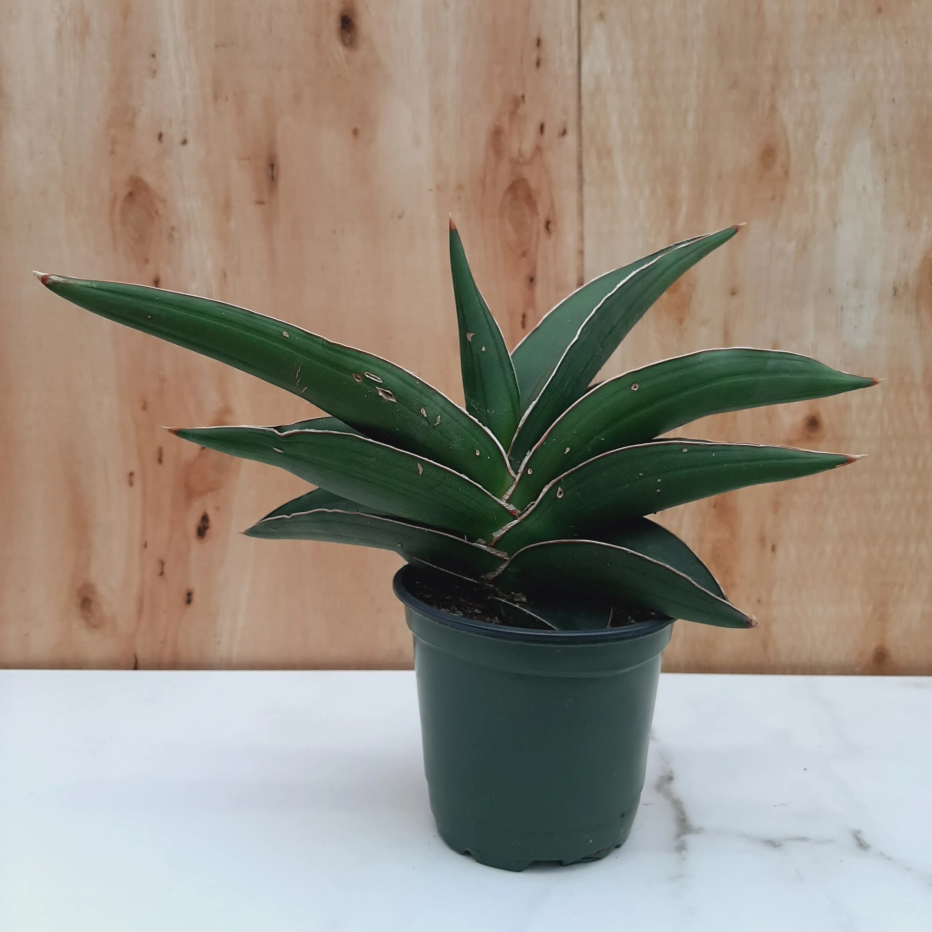 4" sansevieria samurai