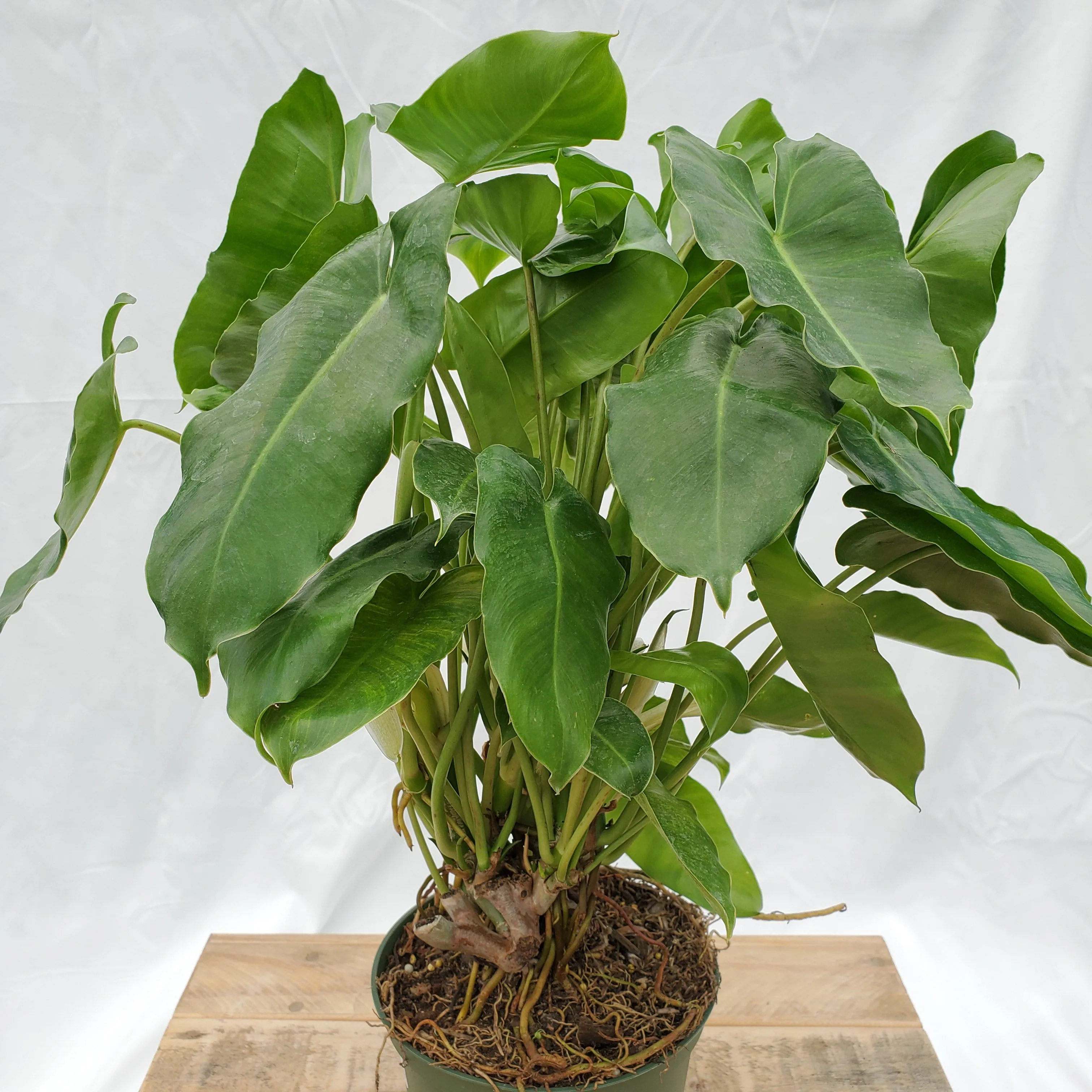 6" philodendron burle max