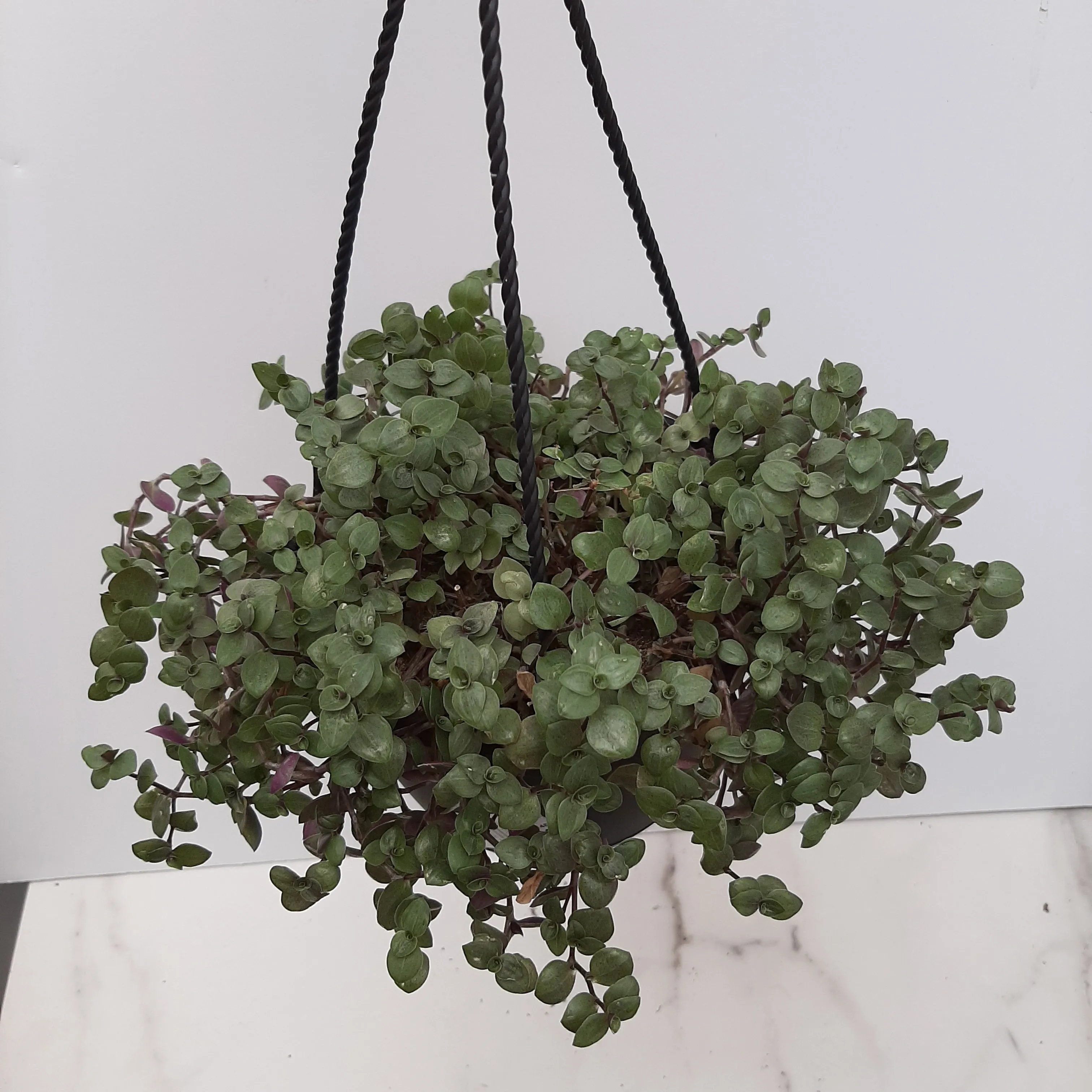 6" turtle vine