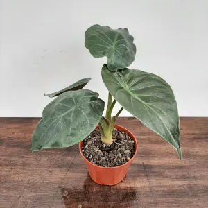 alocasia 4"